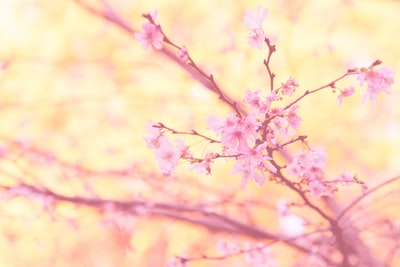 樱花树特写照片